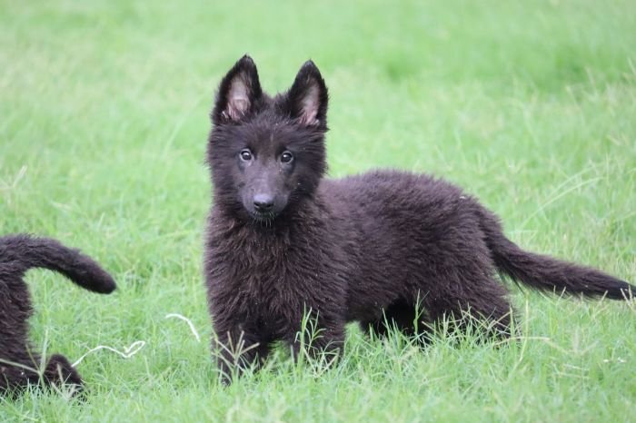 DogsIndia.com - Belgian Shepherd - Akshay