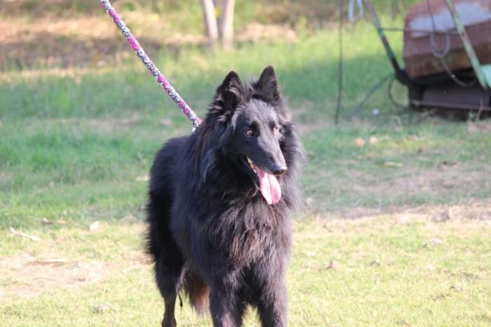 DogsIndia.com - Belgian Shepherd - Akshay Dagar