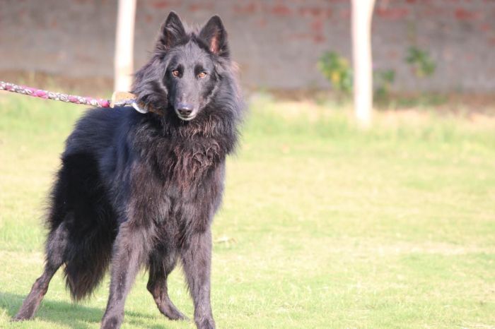 DogsIndia.com - Belgian Shepherd - Akshay Dagar
