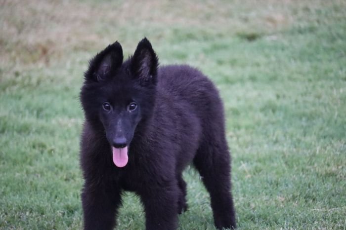 DogsIndia.com - Belgian Shepherd - Akshay