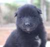 DogsIndia.com - Belgian Shepherd - Nerlawoods Kennel - Kiran Kumar