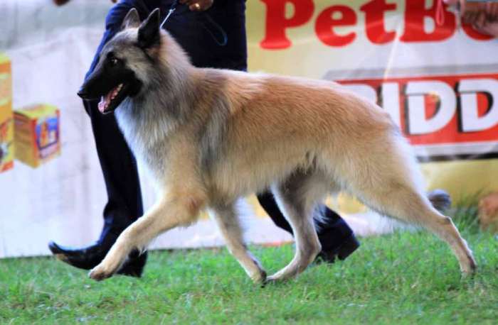 DogsIndia.com - Belgian Shepherd - Nerlawoods Kennel - Kiran Kumar