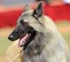 DogsIndia.com - Belgian Shepherd - Nerlawoods Kennel - Kiran Kumar