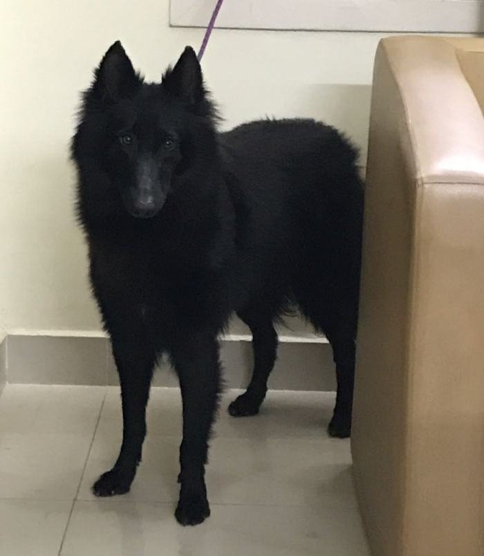 DogsIndia.com - Belgian Shepherd - Nerlawoods Kennel - Kiran Kumar