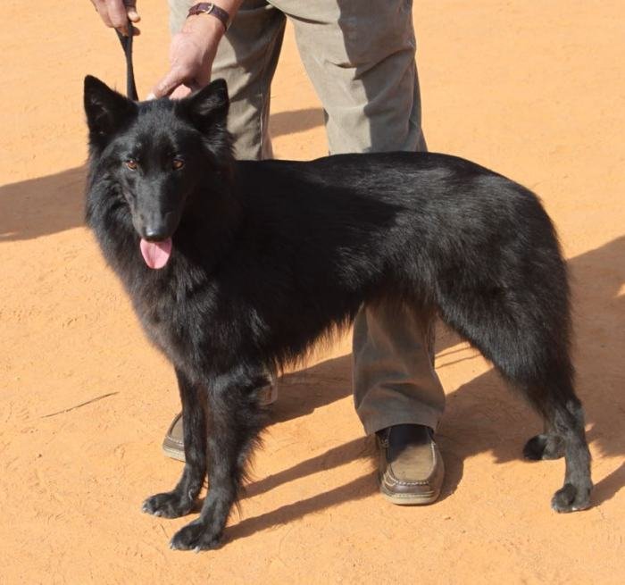 DogsIndia.com - Belgian Shepherd (Groenendael) - Nerlawoods