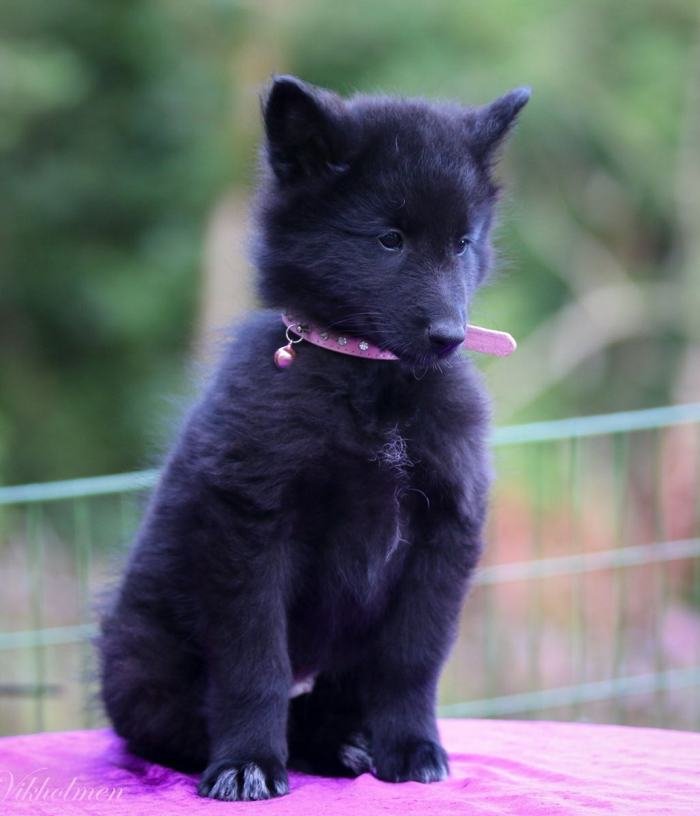 DogsIndia.com - Belgian Shepherd - Nerlawoods