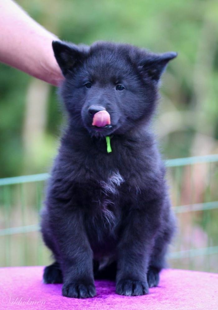 DogsIndia.com - Belgian Shepherd - Nerlawoods