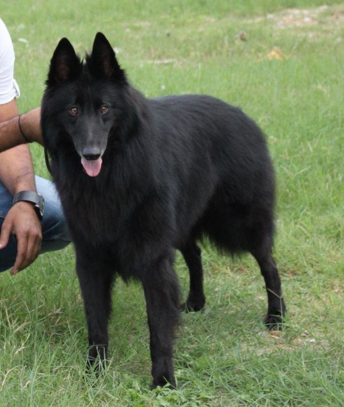 DogsIndia.com - Belgian Shepherd (Groenendael) - Nerlawoods