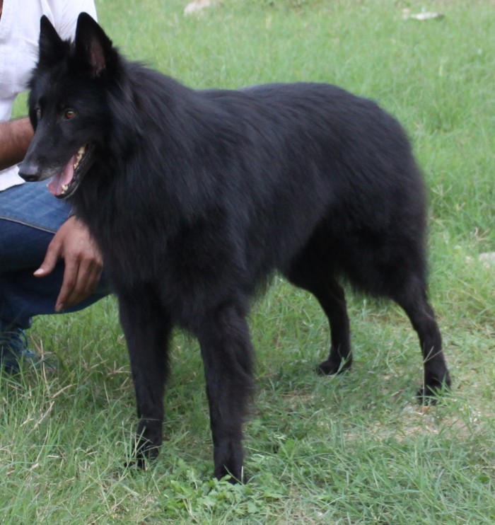 DogsIndia.com - Belgian Shepherd (Groenendael) - Nerlawoods