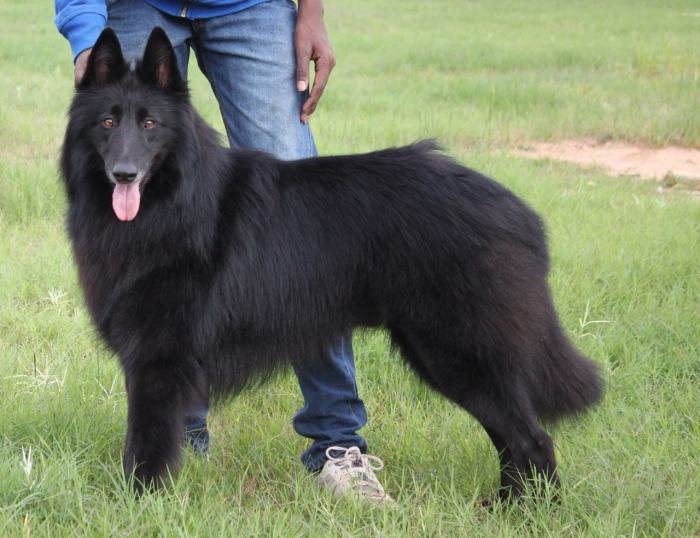 DogsIndia.com - Belgian Shepherd (Groenendael) - Nerlawoods