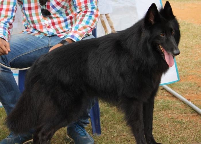 DogsIndia.com - Belgian Shepherd (Groenendael) - Nerlawoods