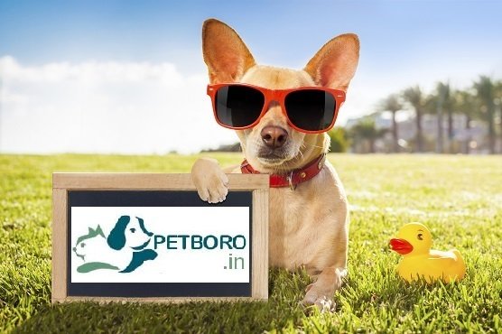 DogsIndia.com - Boarding Facility for Dogs - Petboro, Bangalore