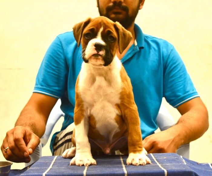 DogsIndia.com - Boxer - Big Ben - Sharma Ramesh