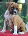 DogsIndia.com - Boxer - Birva Kennels
