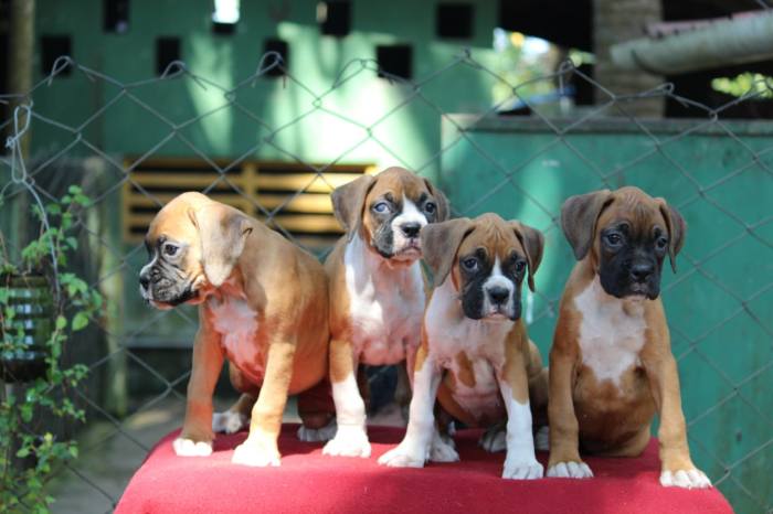 DogsIndia.com - Boxer - Birva Kennels