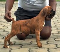DogsIndia.com - Boxer - Shade's Boxers - Derick