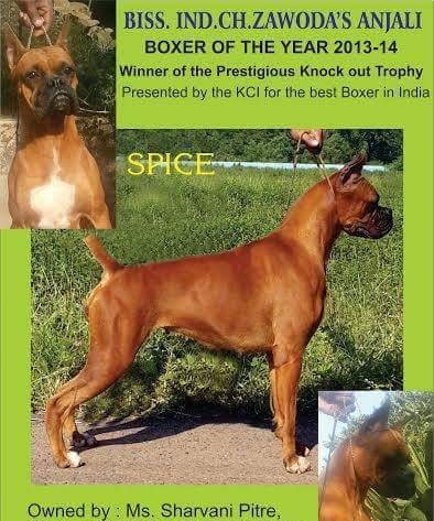 DogsIndia.com - Boxer - Shade's Boxers - Derick