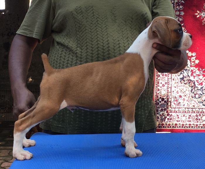 DogsIndia.com - Boxer - Shade's Boxers - Derick