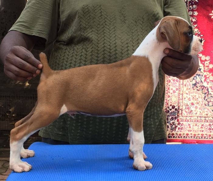 DogsIndia.com - Boxer - Shade's Boxers - Derick