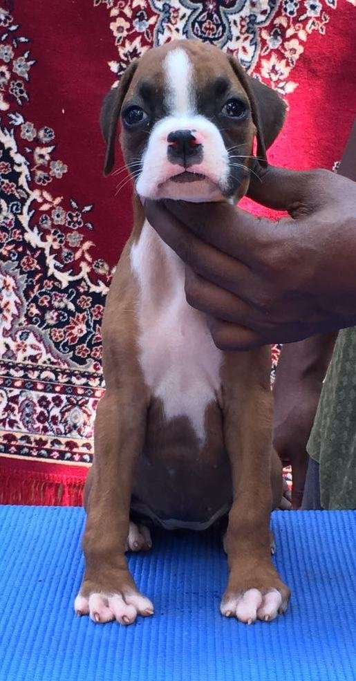 DogsIndia.com - Boxer - Shade's Boxers - Derick