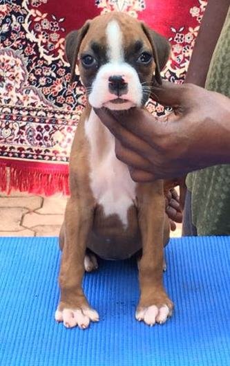 DogsIndia.com - Boxer - Shade's Boxers - Derick