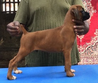 DogsIndia.com - Boxer - Shade's Boxers - Derick