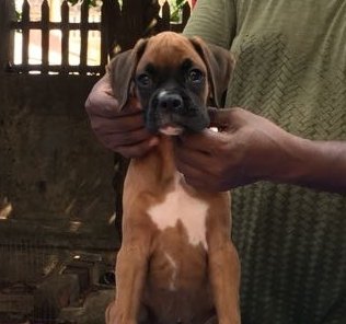 DogsIndia.com - Boxer - Shade's Boxers - Derick