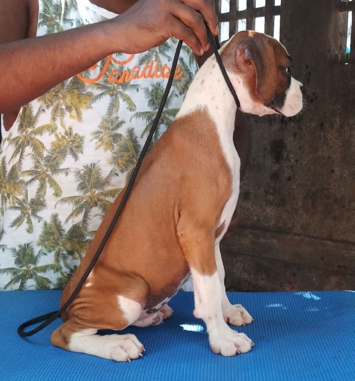 DogsIndia.com - Boxer - Shade's Boxers - Derick