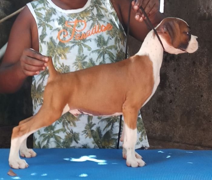 DogsIndia.com - Boxer - Shade's Boxers - Derick