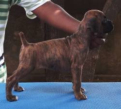 DogsIndia.com - Boxer - Shade's Boxers - Derick