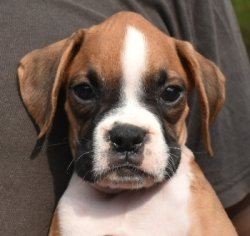 DogsIndia.com - Boxer - Shade's Boxers - Derick
