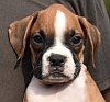 DogsIndia.com - Boxer - Shade's Boxers - Derick