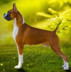 DogsIndia.com - Boxer - Shade's Boxers - Derick