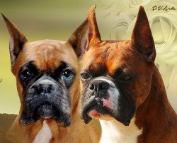 DogsIndia.com - Boxer - Faith Hills Kennel - Dr. Sujith George