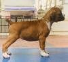 DogsIndia.com - Boxer - Faith Hills Kennel - Dr. Sujith George