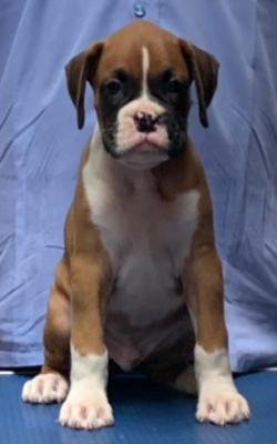DogsIndia.com - Boxer - Faith Hills Kennel - Dr. Sujith George