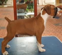 DogsIndia.com - Boxer - Faith Hills Kennel - Dr. Sujith George