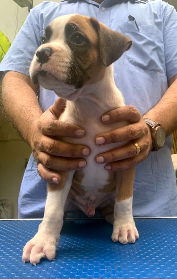 DogsIndia.com - Boxer - Faith Hills Kennel - Dr. Sujith George
