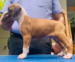 DogsIndia.com - Boxer - Faith Hills Kennel - Dr. Sujith George