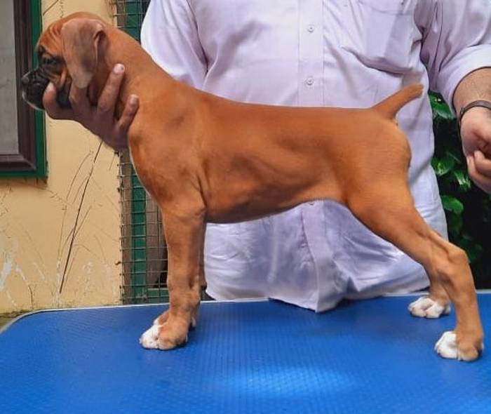 DogsIndia.com - Boxer - Dr Sujith - Faith Hills