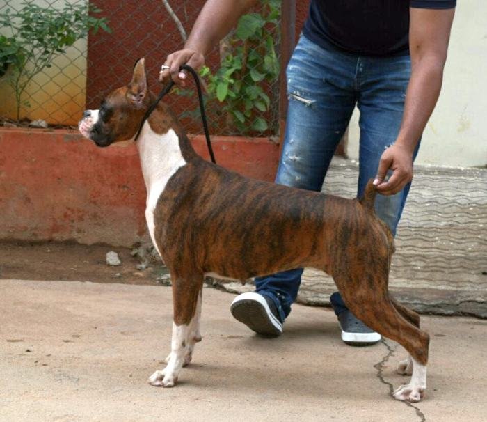 DogsIndia.com - Boxer - Goldstone's Boxers - Vijay Reddy