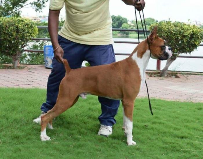 DogsIndia.com - Boxer - Goldstone's Boxers - Vijay Reddy