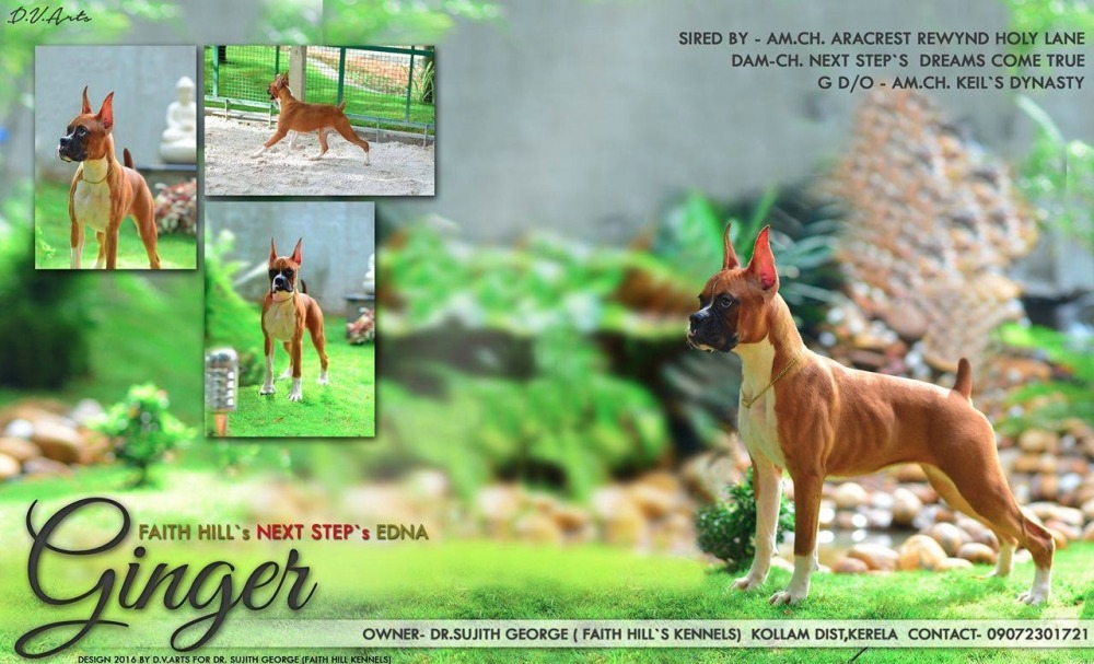 DogsIndia.com - Boxer - Grown-Up - Dr. Sujith George