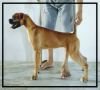 DogsIndia.com - Boxer - Guru - Cilentro Boxers