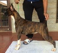 DogsIndia.com - Boxer- Jaisimha