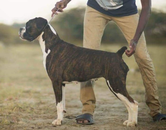DogsIndia.com - Boxer - Jaisimha