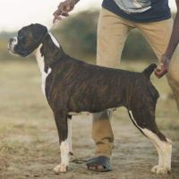 DogsIndia.com - Boxer - Jaisimha