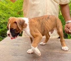 DogsIndia.com - Boxer - Kuriakose