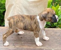 DogsIndia.com - Boxer - Kuriakose