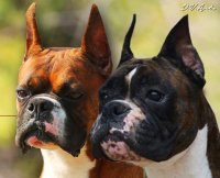 DogsIndia.com - Boxer - Medallion Boxers - Edwin Manohar